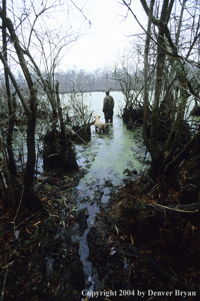 Waterfowl hunter and labrador retriever iin bald cypress swamp.