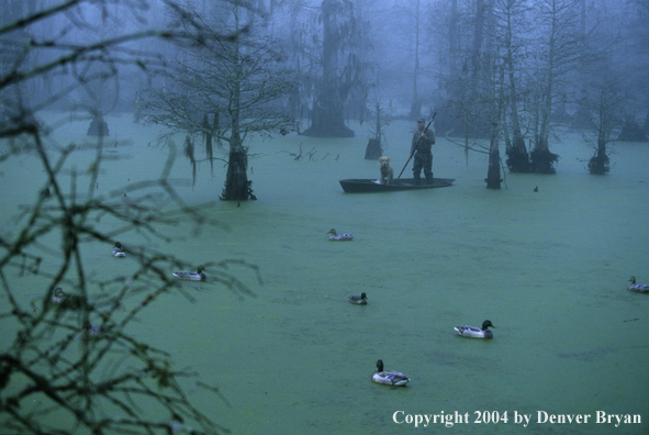 Waterfowl hunter and labrador retriever in bald cypress swamp with decoys.