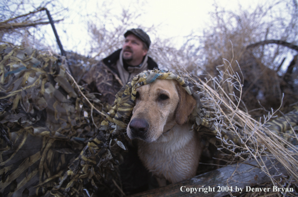 Yellow Lab in blind with waterfowl hunter.