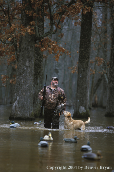 Waterfowl hunter with yellow Lab and bagged ducks. 