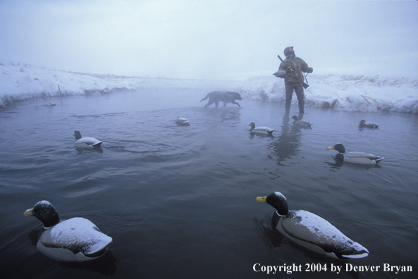 Waterfowl hunter with black Lab setting decoys. 