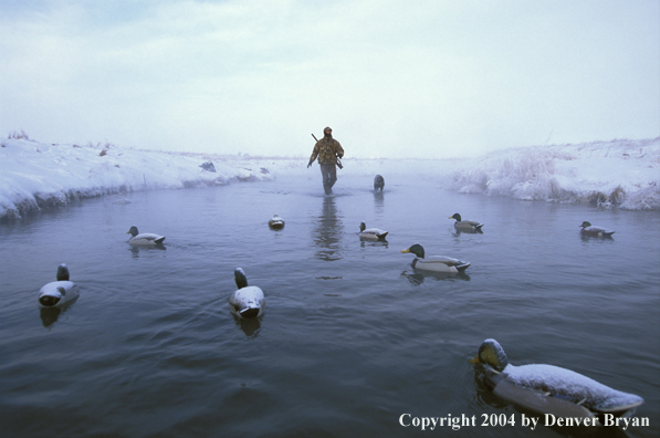 Waterfowl hunter with black Lab. 