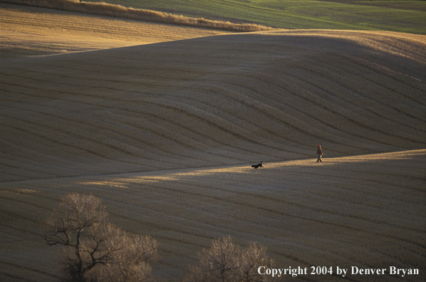 Upland bird hunter with black Labrador Retriever.