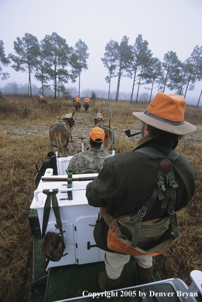 Upland bird hunters in horse cart hunting for Bobwhite quail.