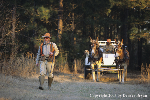 Upland bird hunters in mule drawn carriage hunting for Bobwhite quail.