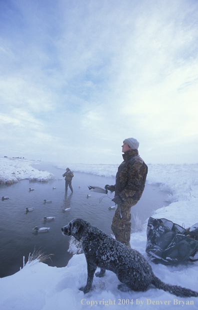 Waterfowl hunters with black Lab setting decoys.