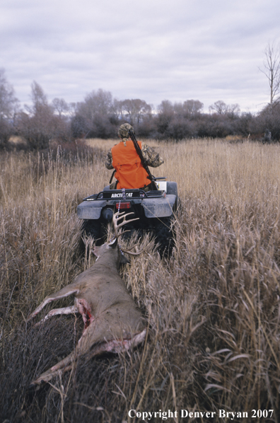 Hunter pulling downed white-tail deer with ATV