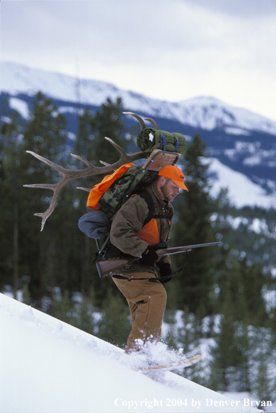 Big game hunter packing elk rack out on snowshoes.