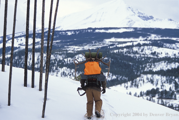 Big game hunter packing elk rack out on snowshoes.