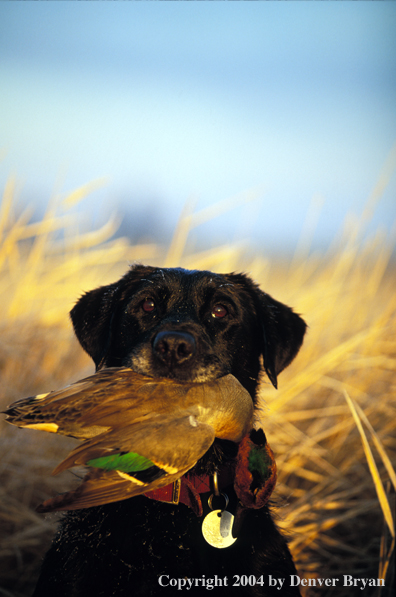 Black Labrador Retriever with green-winged teal.