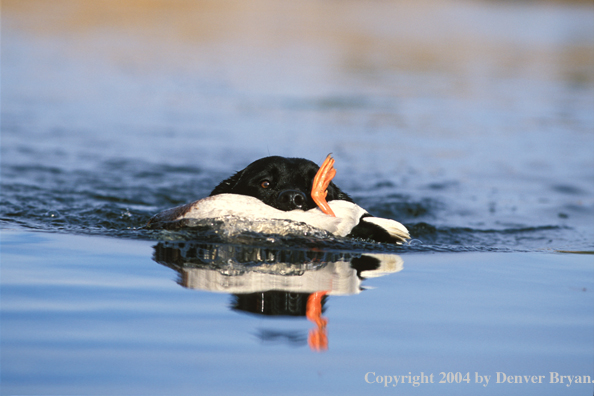 Black Labrador Retriever retrieving mallard