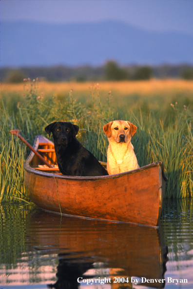 Black and yellow Labrador Retrievers in canoe