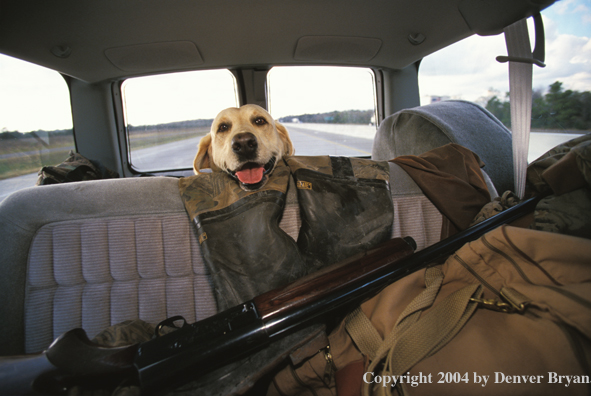 Yellow Labrador Retriever riding in truck with gear