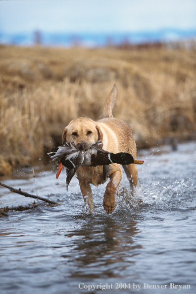 Yellow Labrador Retriever with mallard