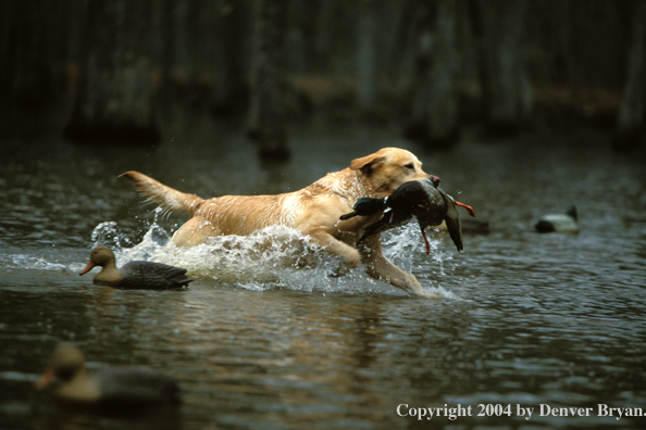 Yellow Labrador Retriever with mallard