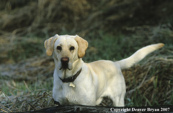 Yellow labrador retriever.