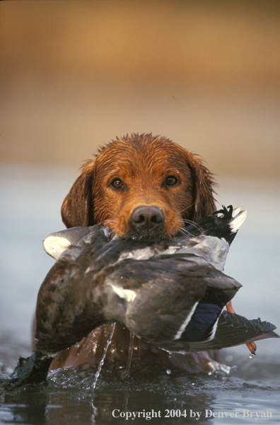 Golden Retriever with bagged duck.  