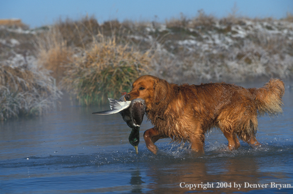 Golden Retriever with bagged duck.  