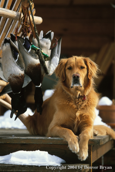 Golden Retriever with bagged ducks.  