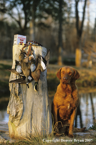 Chesapeake Bay Retriever in field