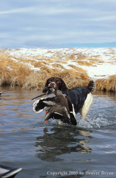 Springer spaniel retrieving downed duck.