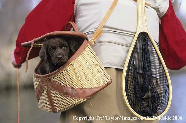 Chocolate labrador retriever puppy in creel.