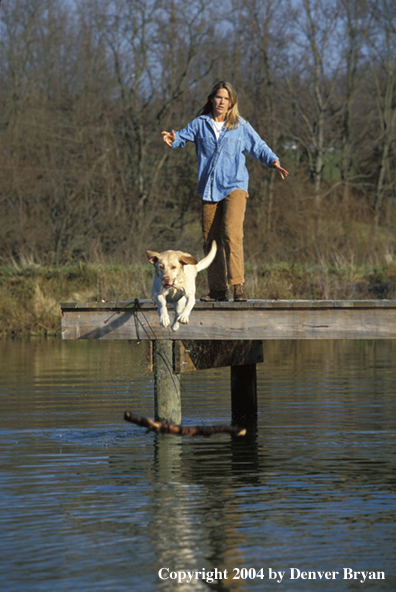 Yellow Labrador Retriever leaping into water after stick