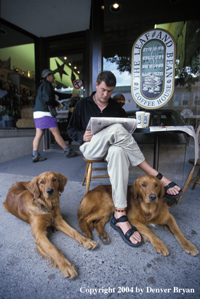 Man reading with golden Retrievers