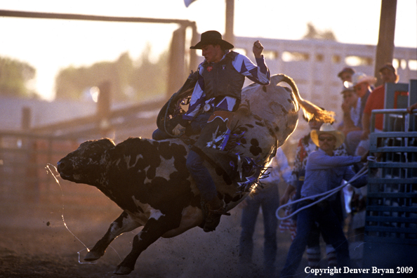 Bull riding at rodeo