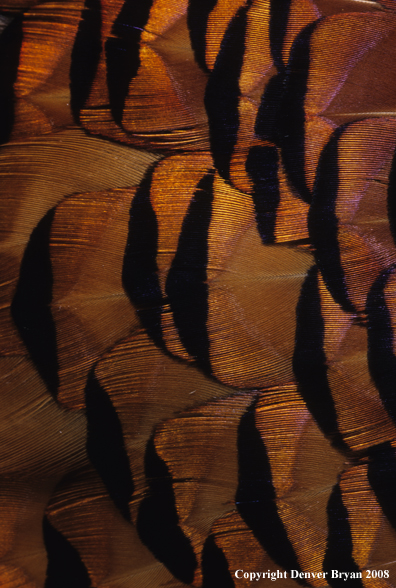 Ring-necked pheasant body feathers