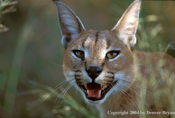 Caracal, Southern Africa.