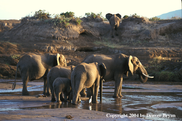 African elephants at watering hole.