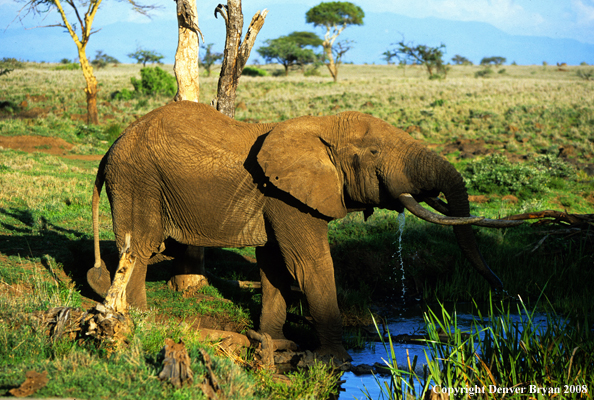 Elephant drinking at watering hole