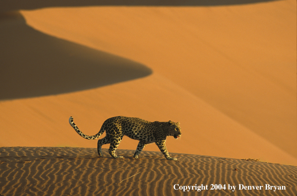 Leopard in desert. Africa