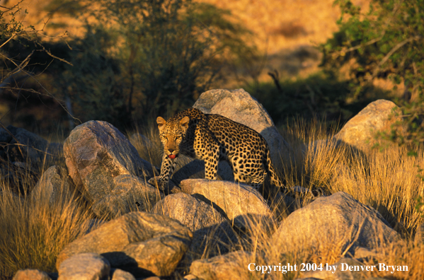 Leopard in habitat. Africa