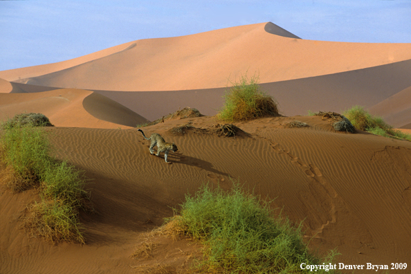 Leopard in desert. Africa