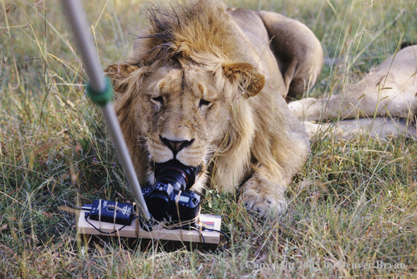 African lion investigating remote control camera.