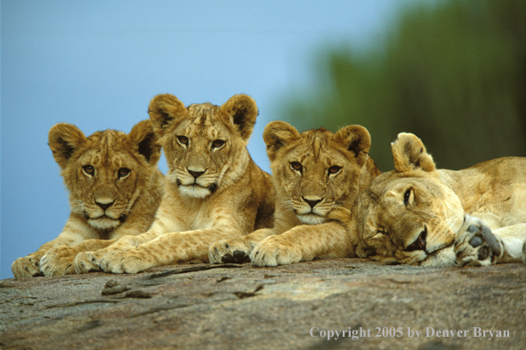 Lion cubs with lioness. Africa.