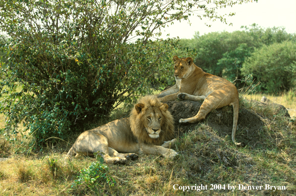 Male and female African lions in habitat. Africa