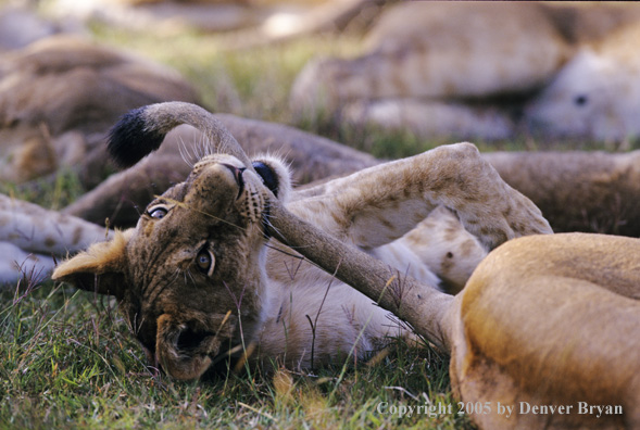 African lion cub chewing on tail.