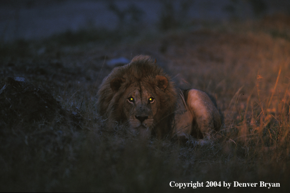 Male African lion in habitat. Africa