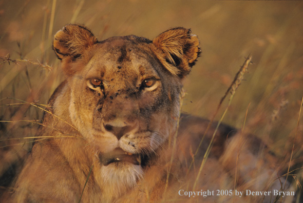 African lioness in the bush.