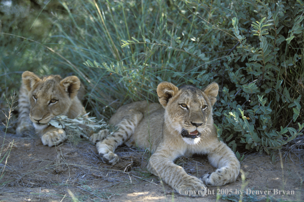 Lion cubs laying in habitat. Africa.