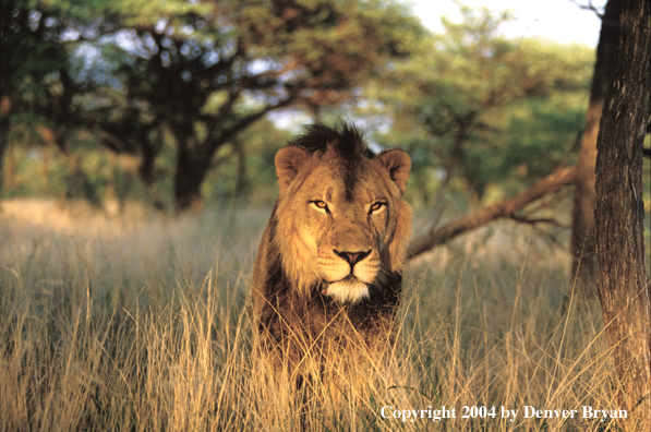 Male African lion in habitat. Africa