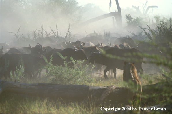 Female African lion hunting cape buffalo.