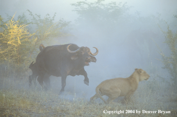 Female African lion hunting cape buffalo.