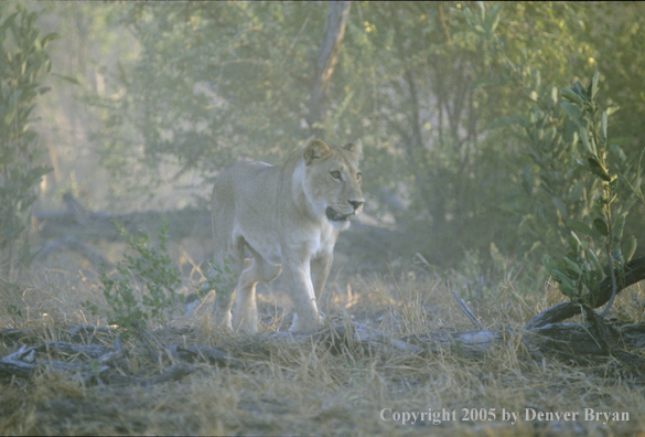 African lioness hunting.