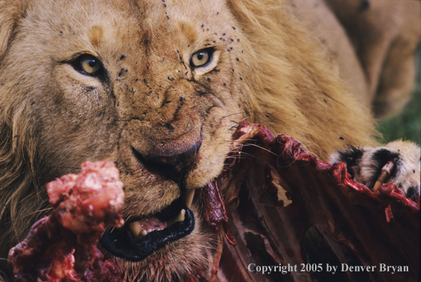 African lion eating prey.