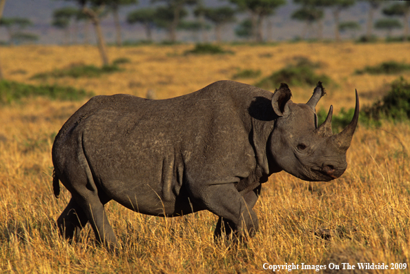 Black Rhinocerous