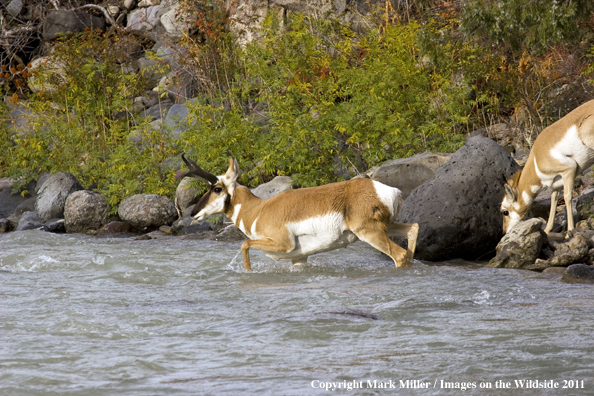 American Pronghorn Antelope buck crossing creek.